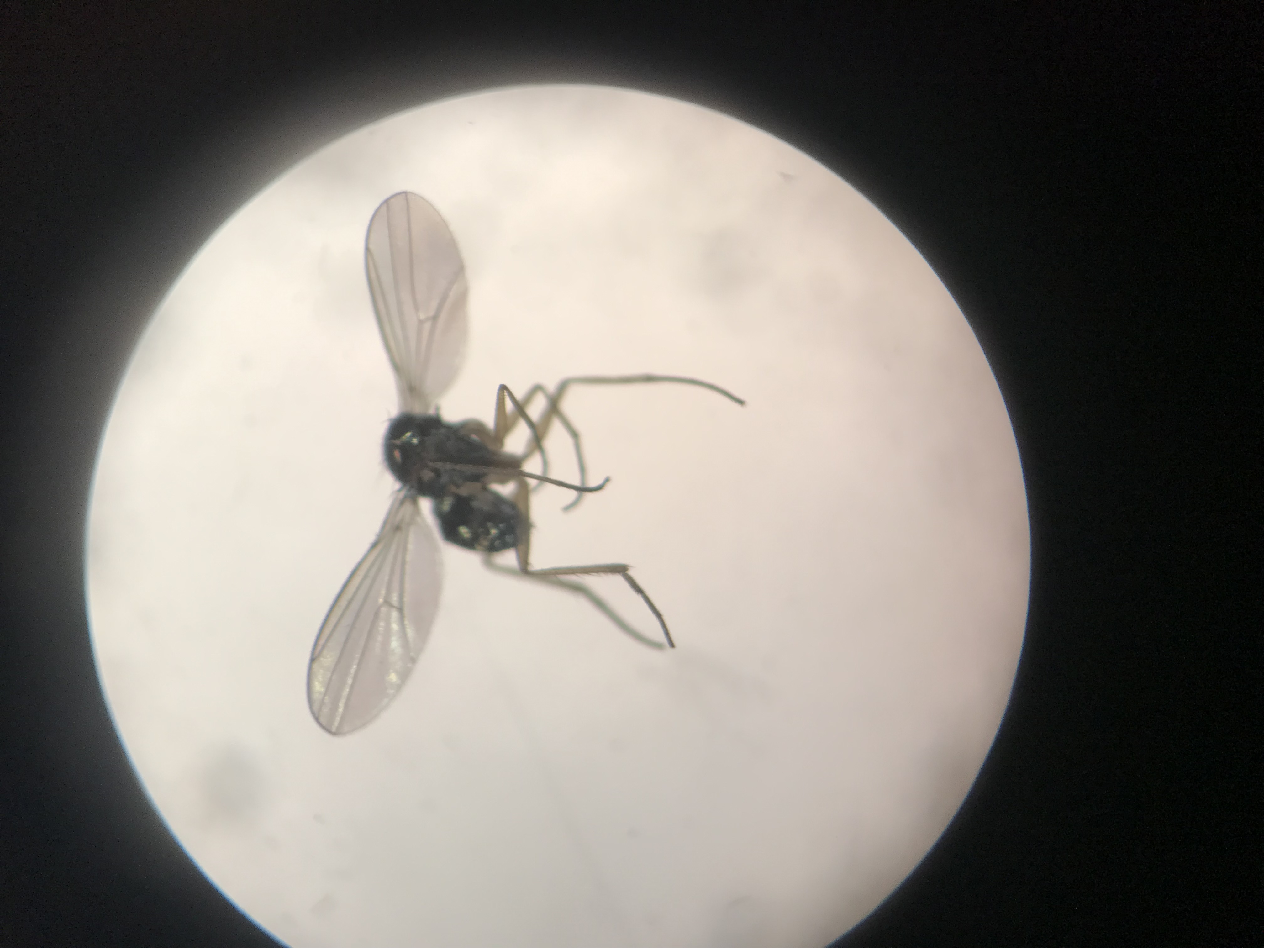 Ephydridae Hydrellia? Dipterists forum